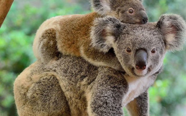 Louisville Zoo Offering Ways to Help Australia
