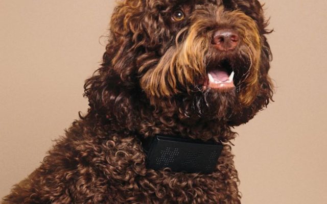 ‘Cuss Collar’ Is Here to Cuss Every Time Your Dog Barks