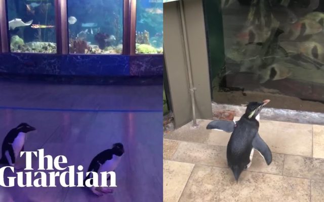 Penguins Take Field Trips to Visit Other Animals During Shedd Aquarium Closure