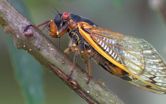 Eastern US Braces for Cicada Invasion