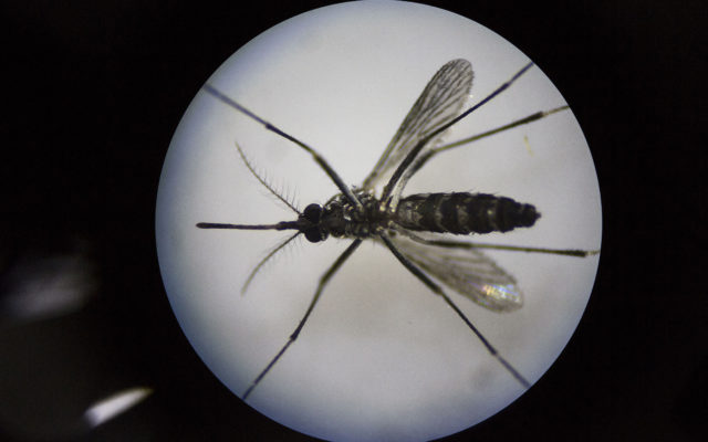 750 Million Genetically Engineered Mosquitoes Set to Invade Florida Keys