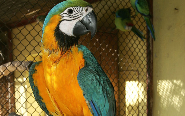 Parrots Removed from Wildlife Park after Swearing at Visitors