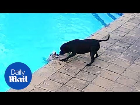 Hero Dog Saves Fellow Pup from Drowning