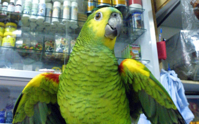 Parrot Named Tico Belts Out Classic Rock Hits Like A Total Legend