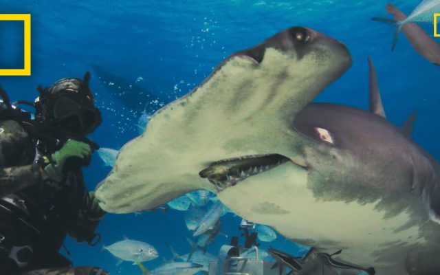 Chris Hemsworth Will Kick Off National Geographic’s “Sharkfest”