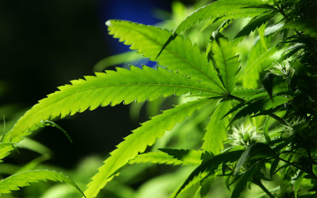 Democrats Introduce Bill that Calls for Federal Legalization of Marijuana