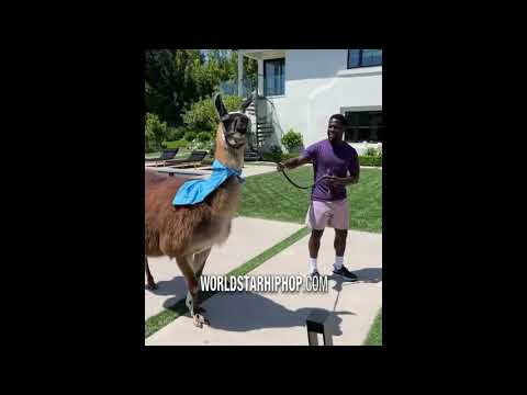 Nick Cannon Bought Kevin Hart A Llama…So Kevin Blasted Nick’s Phone Number On Billboards