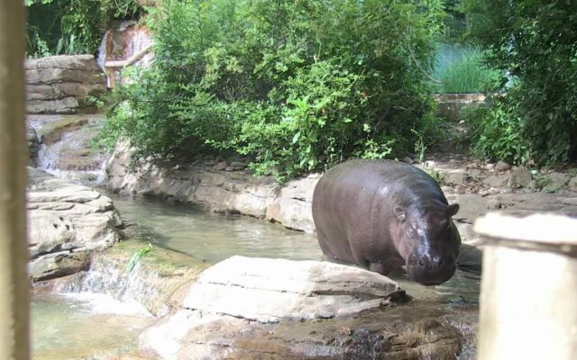 Louisville Zoo Welcomes New Female Pygmy Hippo