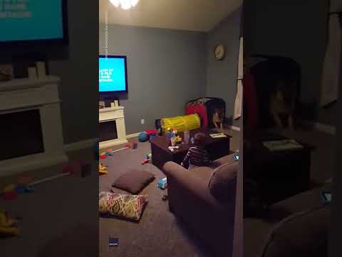 Dog Goes Crazy Making Toddler Laugh